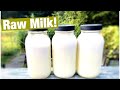 Processing Nigerian Dwarf Goat Milk