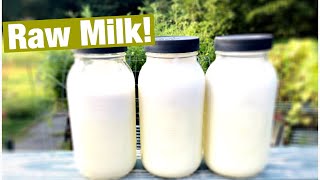 Processing Nigerian Dwarf Goat Milk