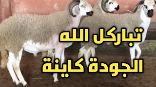 الحولي الصردي: تباركل الله هاذ السنة كاينة الجودة والثمن زايد شويا.....