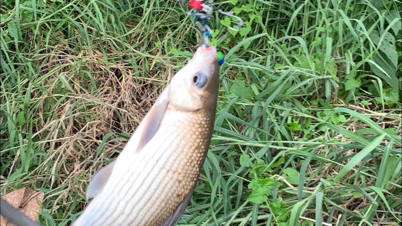 Fishing with stick & reel YouTube