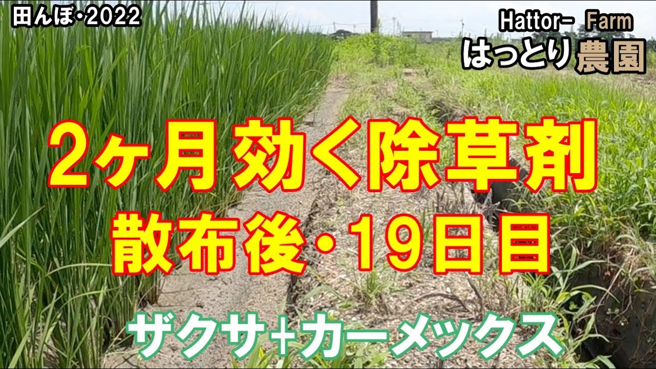 2ヶ月効く除草剤 その後 プレミアムな除草剤 ザクサ カーメックス 散布19日目 Youtube 2ヶ月効く除草剤 その後 プレミアムな除草剤 ザクサ カーメックス 散布19日目 Youtube