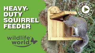 SQUIRREL FEEDER VIDEO