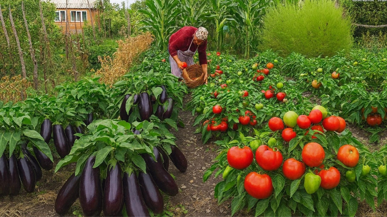 Сбор органических баклажанов, перца и помидоров — повседневная жизнь бабушки и дедушки