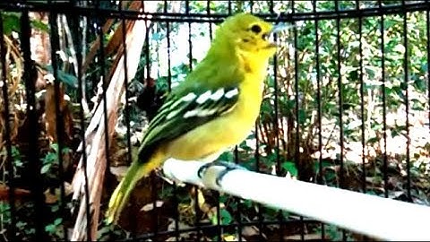 "Suara Burung Cipoh Gacor Full Isian" // Pancingan Burung Sirtu Agar Bunyi
