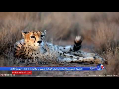چرا نسل یوزپلنگ ایرانی در خطر انقراض است