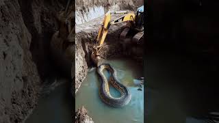 You Won't Believe the Size of This Python! 🐍 #EpicFind