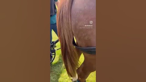 Marathon ready! #subscribe #horse #harnessstuff #horses #equestrian #marathon #carriagedriving