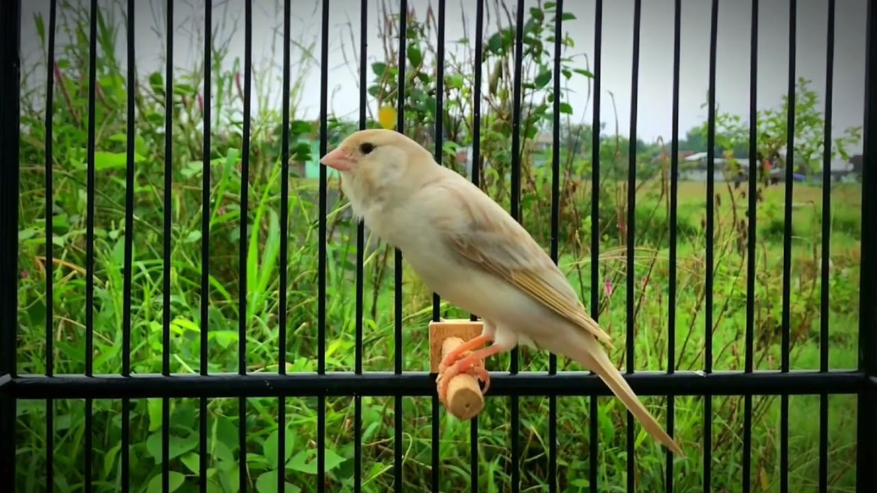 The Best Canary Singing Tempts All Canaries to Sing‼️ Belgian Canary 🐦