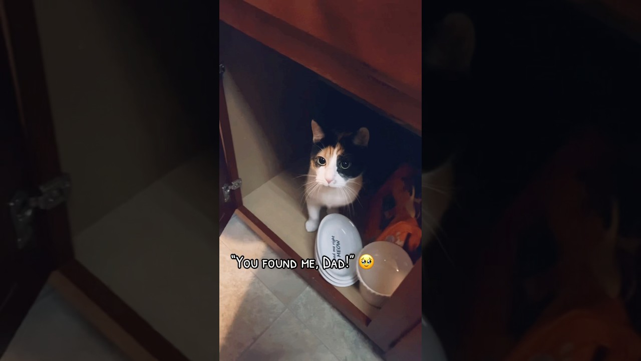I couldn’t find our cat… 🫣