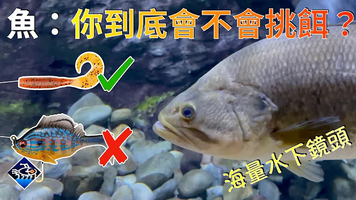 【路亞釣：選餌與換餌的第一法則】如何選對魚愛咬的路亞｜大量水下鏡頭 - 天天要聞