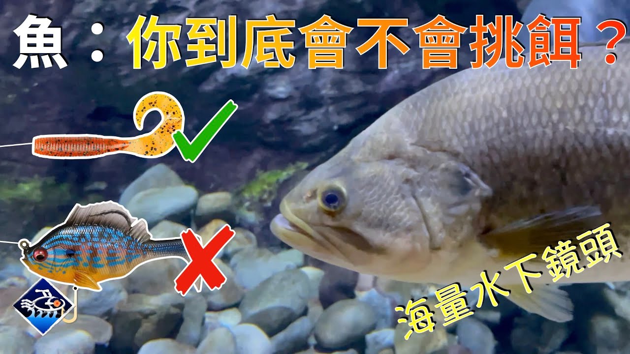 🐟💪【路亞選餌與換餌的第一法則】大量水下鏡頭眼見為實