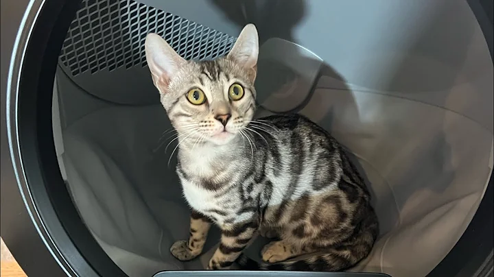 Watch the video about Litter Robot 4 Review! With Two Bengal Cats!!