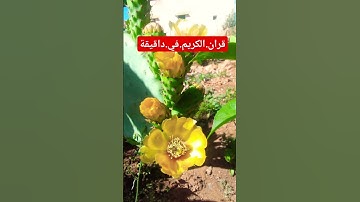 سورة.الجن.خالد الجليل #quran #لايك #المصحف #راحة_نفسية #دويتو #اكسبلور احترم.القران.دقيقة #متابعه