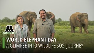 World Elephant Day: A Glimpse Into Wildlife Sos' Journey