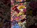 “Agar Phool Duniya Se Gayab Ho Jaye… 🌸 | Socho Ek Din Bina Phool Ke”