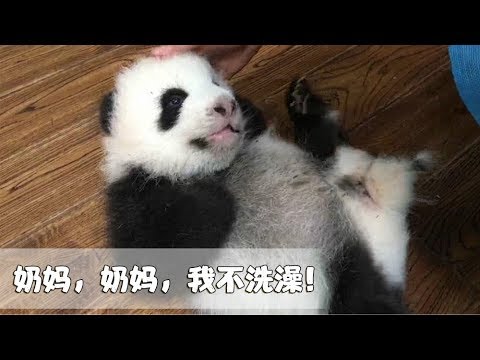《熊貓早晚安》快來圍觀熊貓公仔大清洗啦！ | iPanda