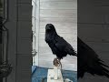 #raven #воронгоша #crow #animal #aboutbirds #birdtraining