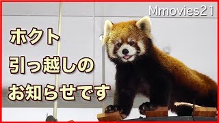 枝運びするレッサーパンダ ホクト 山梨の動物園へ引っ越します