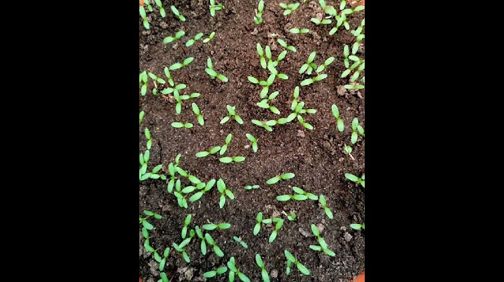 How to grow marigold! Must to grow flowering for kitchen gardeners #how #shortvideo #marigold