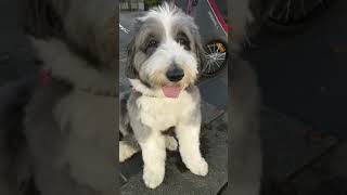 The smartest dog in the world  Bearded Collie