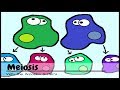 (OLD VIDEO) Meiosis: The Great Divide