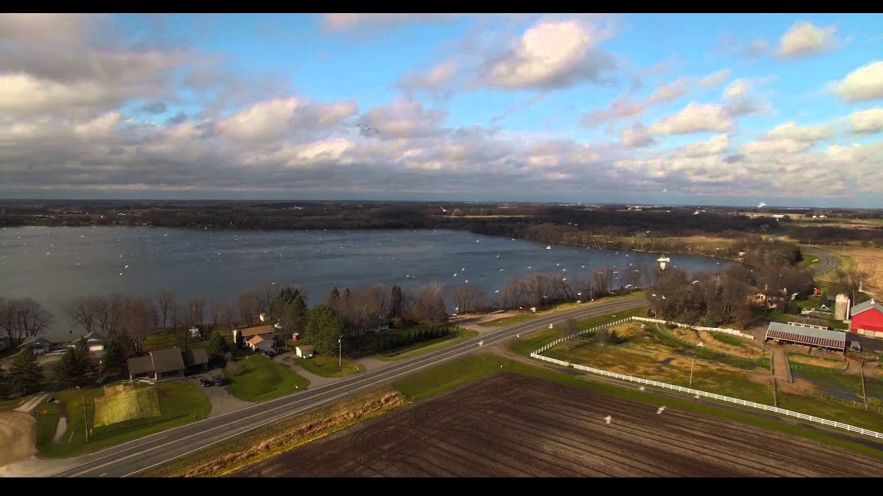 Seagulls by Dean Lake, Buffalo Mn YouTube