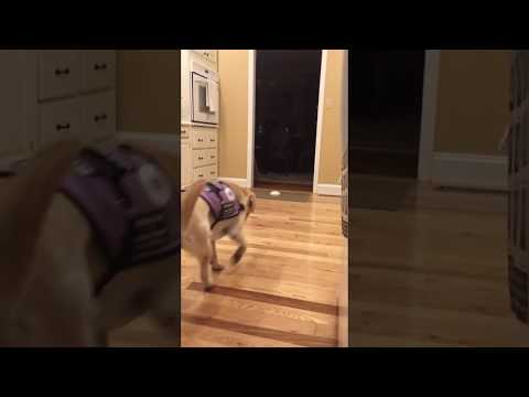 Diabetic Alert Dog