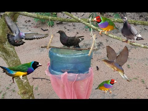 Video Dùng 