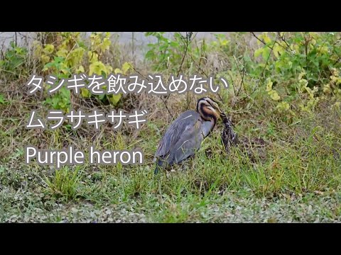 【タシギを飲み込めない】ムラサキサギ Purple heron