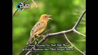 Suara Burung Cici Padi Kepala Merah Untuk pikat dijamin Ampuh, Link Download di deskripsi