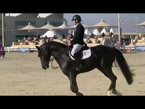 Z7 DUBAI CASTLEFIELD | Dubai Polo and Equestrian Club | 6YOs
