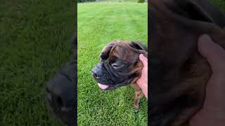 Bullmastiff Tonka Plays a Little Rough with Kim!