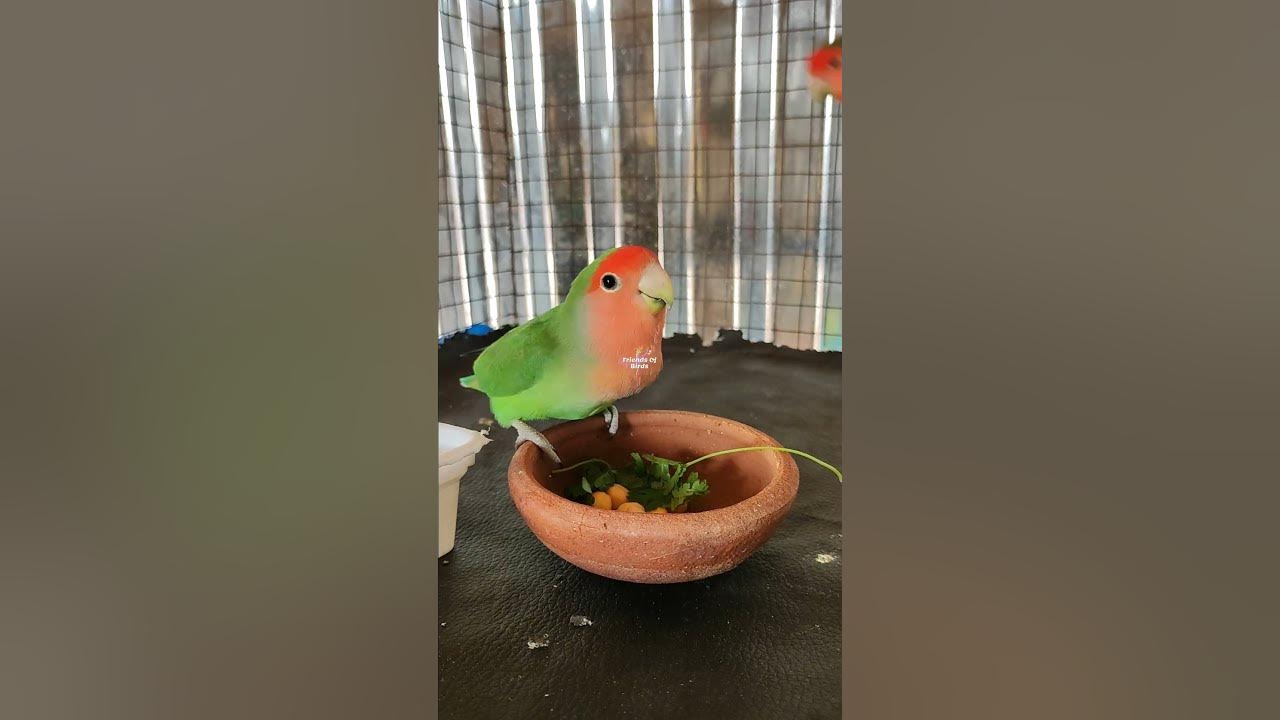 love-birds-food-love-birds-food-in-tamil-love-birds-food-list