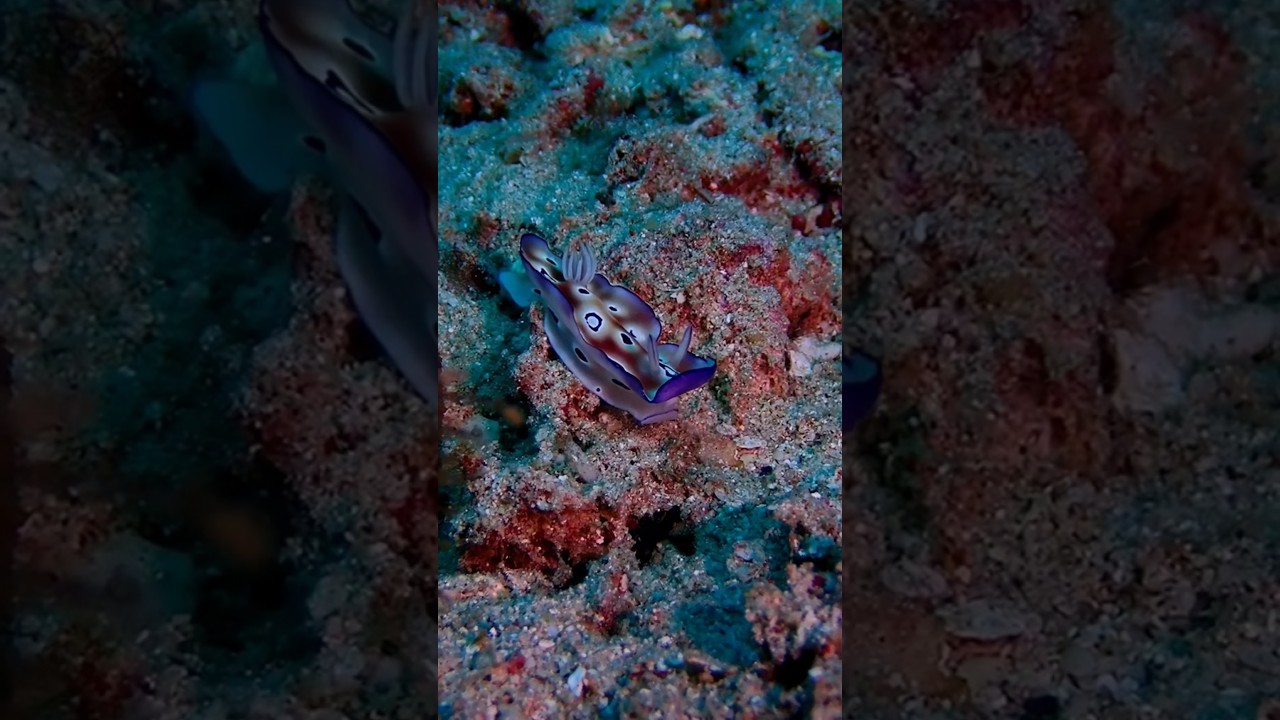 Nudibranch in Motion 