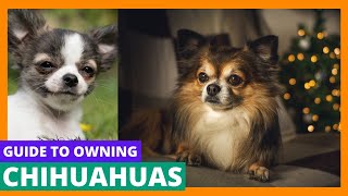 Chihuahuas by All About Animals 37 views 1 year ago 27 minutes