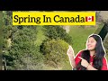 Indian Mangoes In Canada || Farm Fresh Mango || Spring In Canada🇨🇦 || Svadhisworld