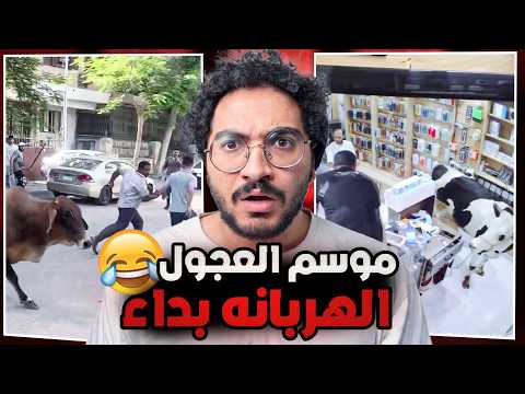 موسم العجول الهربانه بداء ميمز