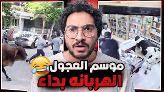 موسم العجول الهربانه بداء !!! ميمز😂