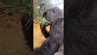 This Young Male Is Enjoying Some Willow 🌳 #Gorilla #Asmr #Mukbang #Eating