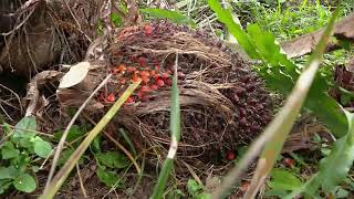 Producción limpia en la palma aceitera - La Finca de Hoy