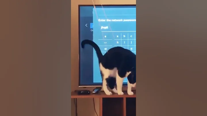 Video 10907371: funny animals funniest cats, funny cats cute funniest