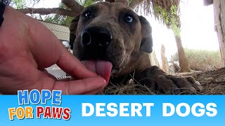 Desert Dogs By Eldad Hagar - Please Rate, Comment & Subscribe.