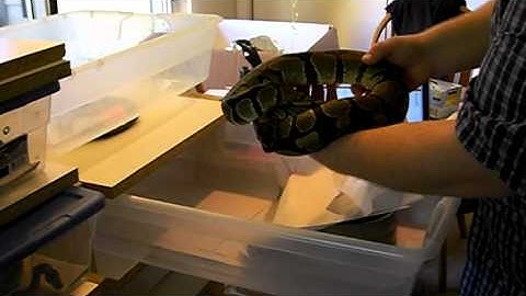 Update on my ball python collection and their weights.