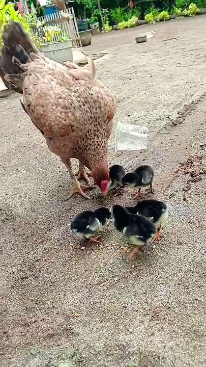 suara ayam dan anaknya lagi makan bersama #ayam #shortsvideo #ayamlucu