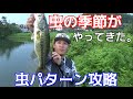 バス釣り　ついに来た！虫パターンシーズン到来！！