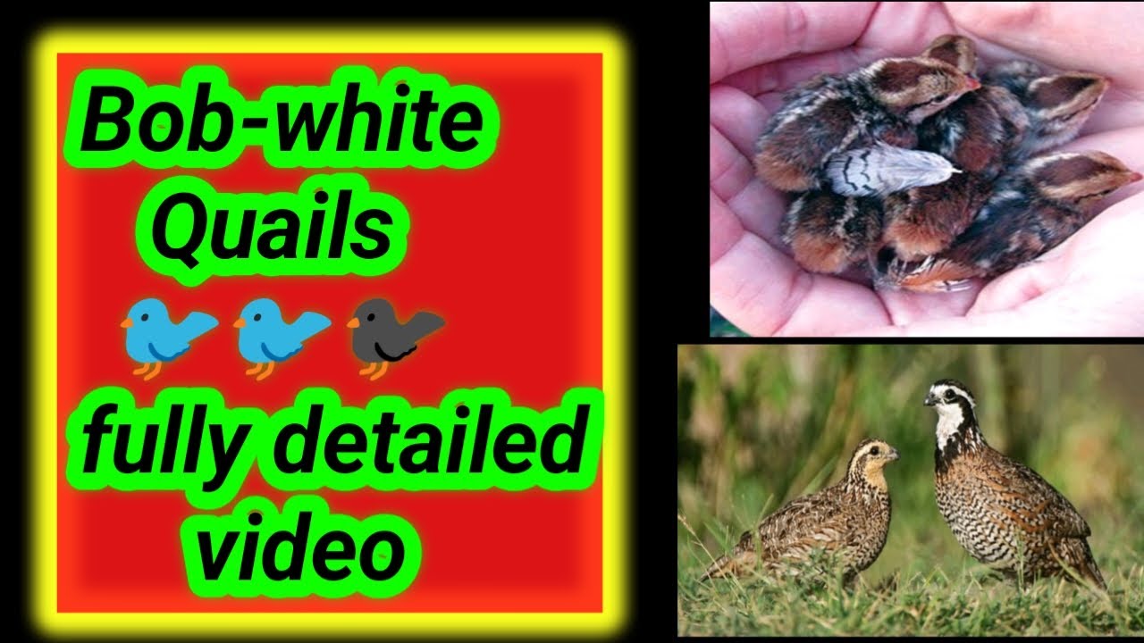 Bobwhite Quail Riddles Bob white quail fully detailed video ||Bob-white diet || Bob-white ...