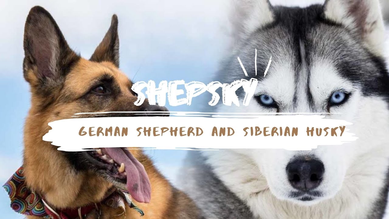What is Shesky Dog? Most Demanded Designer Breed
