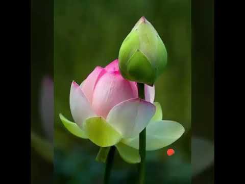 percy sledge Ave Maria