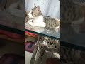 #cat #catvideos #catlovers #catshorts #kittenlove #motivationalvideo #motivation