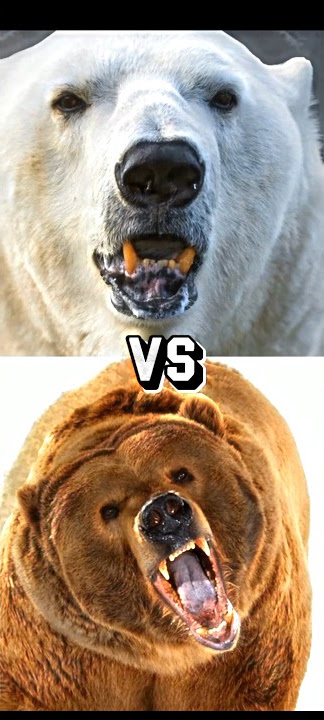 Kodiak Bear vs Siberian Tiger: Who Would Win in a Fight? - A-Z Animals